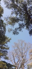 Peaceful Forest, Tall Trees, and Sky View