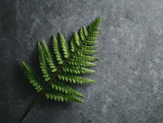 Single Fern Leaf on Stone