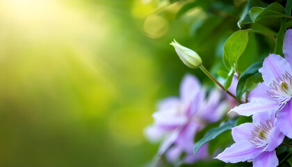 art Summer or spring beautiful garden background with clematis f
