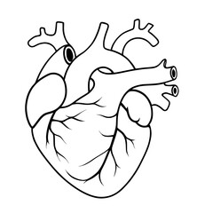 human heart illustration, vector