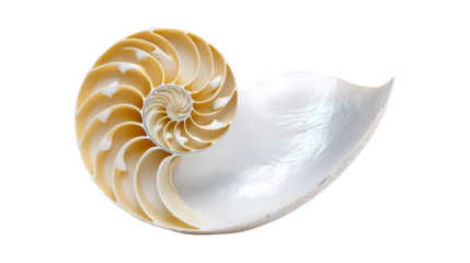 Cross-section of chambered nautilus with golden spiral