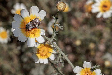 Moth resting on crown daisy flower in natural environment