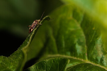 Plant bug standing on a green leaf in nature