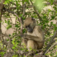 macaque priant