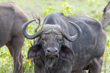 Obraz premium Buffle Kruger