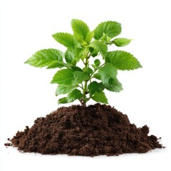 Young green plant growing in rich soil