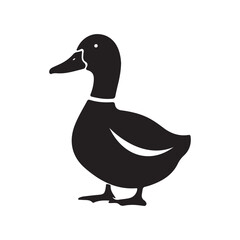 duck on white background