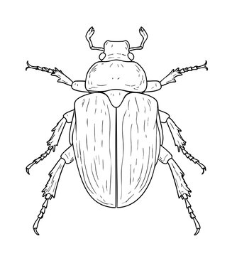 Żuk robak rysunek szkic