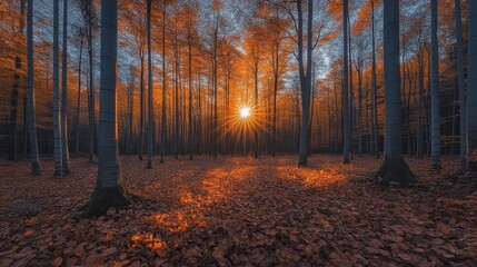 Obraz premium Golden Sunset Through Bare Trees in Autumn Forest Floor Covered with Leaves
