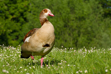 Egyptian goose is standing on the green grass close-up	