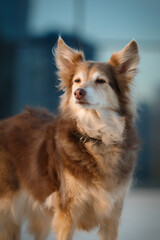 collie dog with brown fur, eyes portrait in front of blue and black building at dusk time