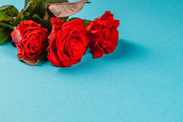 Beautiful red roses with green leaves on a light blue background