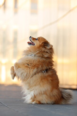 small pomeranian spitz dog with brown fur, eyes portrait wearing red bow tie and staing on on its...