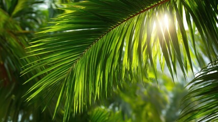 A High Resolution image of photo of sun rays passing through the lush green palm tree leaves, beach summer concept, background.
