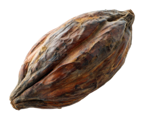 Cacao pod showing texture and natural colors for culinary use on a transparent background, cut out