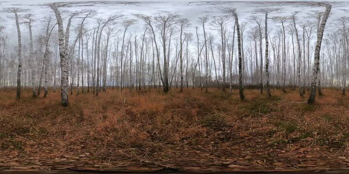 White birch trees stand tall against a clear blue sky in an open field covered in dry, brown leaves, 360-degree panorama