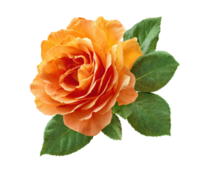Beautiful orange rose blossom with green leaves for decoration on a transparent background, cut out