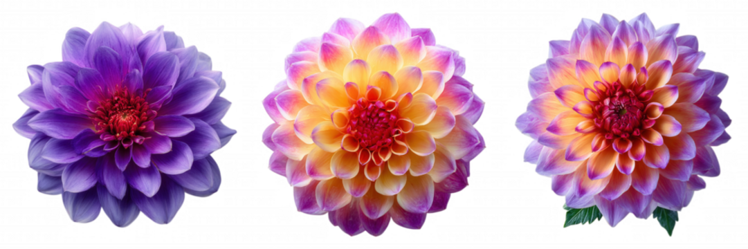Realistic Purple Dahlia Flower with Soft Gradient Petals on Transparent Backgroun
