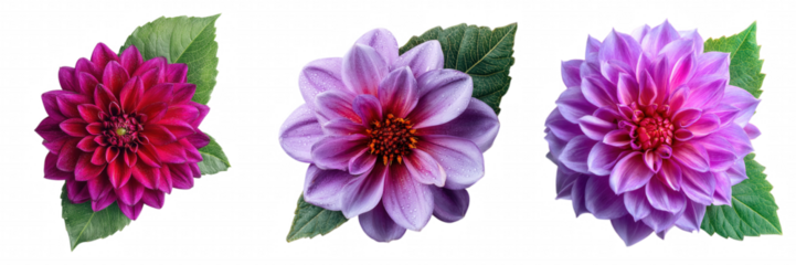 Realistic Purple Dahlia Flower with Soft Gradient Petals on Transparent Backgroun