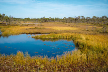 Idyllic autumn wetland in Estonia with golden grasses surrounding a calm blue pond under a clear sky
