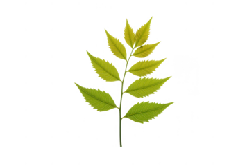 Neem leaf sprig isolated on transparent background