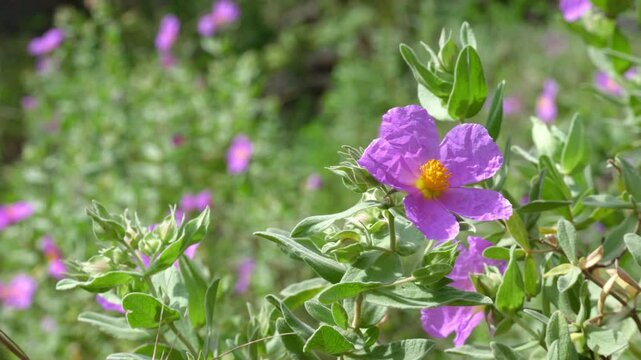 Cistus albidus flower in full bloom &ndash; close-up in natural light.