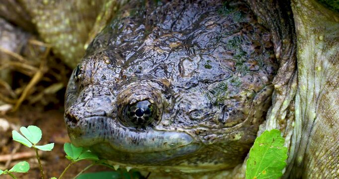 This is a closeup video of a Common Snapping Turtle Chelydra serpentina. Video is focused on the left side of its face.
