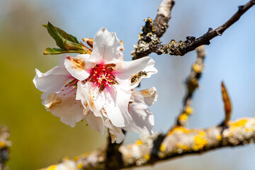 Flying honey bee collecting bee pollen from apple blossom. Bee collecting honey.
