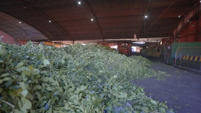 Industrial Yerba Mate Processing Plant, Traditional South American Herbal Production