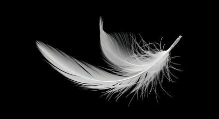 Obraz premium White feather, Feathers, Two feathers, Two White Feathers on Black Background