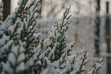 Obraz premium Juniper in the garden. A coniferous plant in the snow. Sunset light through the branches of a juniper tree. Evergreen coniferous tree.