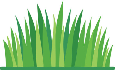 green grass isolated on white background