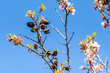 ripe almonds ready for harvest, in the late evening sun, blurred background to ad text overlay, focus on subject, shot for copy space 