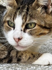 Portrait of a street cat with expressive eyes and a weathered appearance, captured in its natural urban or village environment. A candid glimpse into the independent life of stray animals.