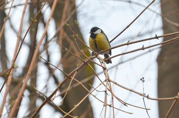 Wild blue tit sitting  on a branch in early spring . Fauna,  birds  wildlife , nature ,springtime...
