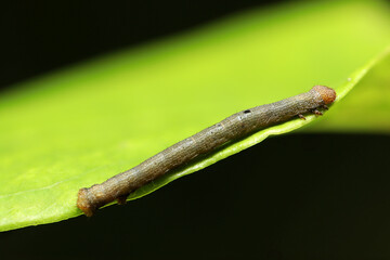 オレンジヘッドに背面の黒紋が特徴のヨモギエダシャク蛾幼虫（自然環境下ストロボマクロ撮影）