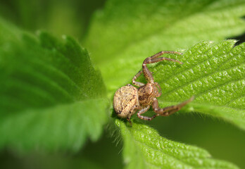 森の若葉に茶色まだら模様のカニグモ属の蜘蛛が威嚇ポーズをとる（自然環境下ストロボマクロ撮影）