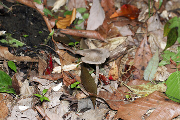 まさに灰色、ハイイロイタチタケの表裏カサとヒダ形状画像（自然環境下ストロボマクロ撮影）