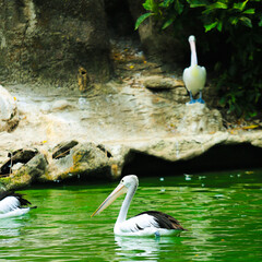 Pelicans swimming in a clean lake with green water