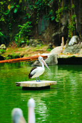 pelicans sunbathing in the sun