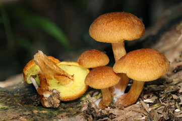 丸くてかわいいチャツムタケ属キノコたち（表裏・自然環境ストロボマクロ写真）