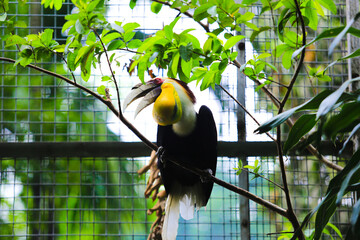 Wreathed hornbills perched on a tree trunk