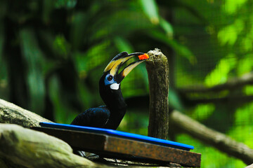 Palawan hornbill eating papaya fruit on a tree trunk
