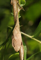 枝に薄茶色いザックのようなクモの卵嚢（晴天下自然光マクロ撮影）