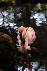 Flamingo cleaning its body on the water