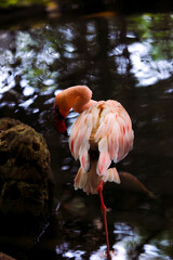 Flamingo cleaning its body on the water