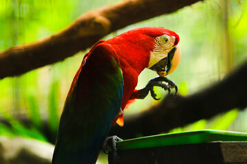 a parrot eating peanuts on a tree trunk