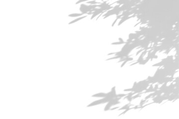 shadow overlay effects of realistic abstract natural tree leaves shadow on wall background,Summer sunlight and shadow overlay effect,shadow for photo interior backdrop studio mockup