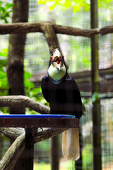 Wreathed hornbills eating papaya fruit
