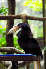 Wreathed hornbills perched on a tree trunk